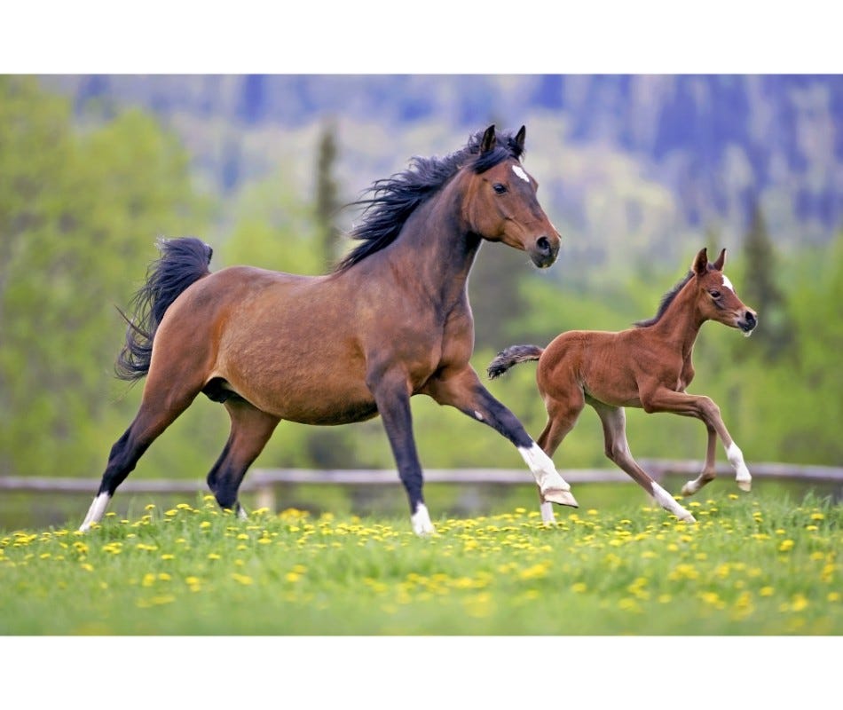 Complete guide for worming, know when to use Ivermectin for foals