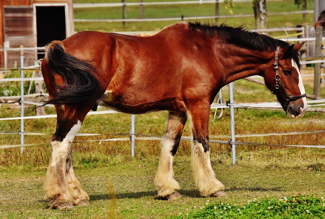 How to deal with equine inflammation and what is the best medication 