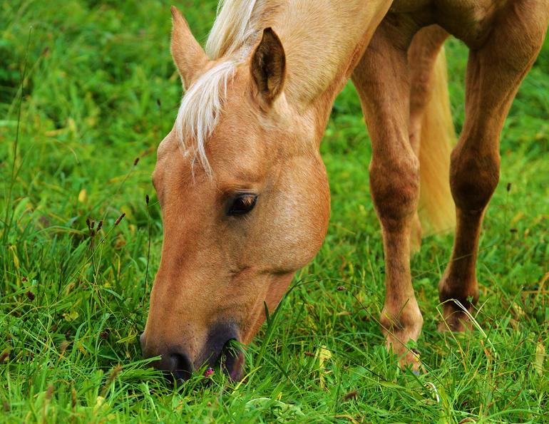 Hindgut Health: How Does Restricted Access to Pasture Affect Your Horse?