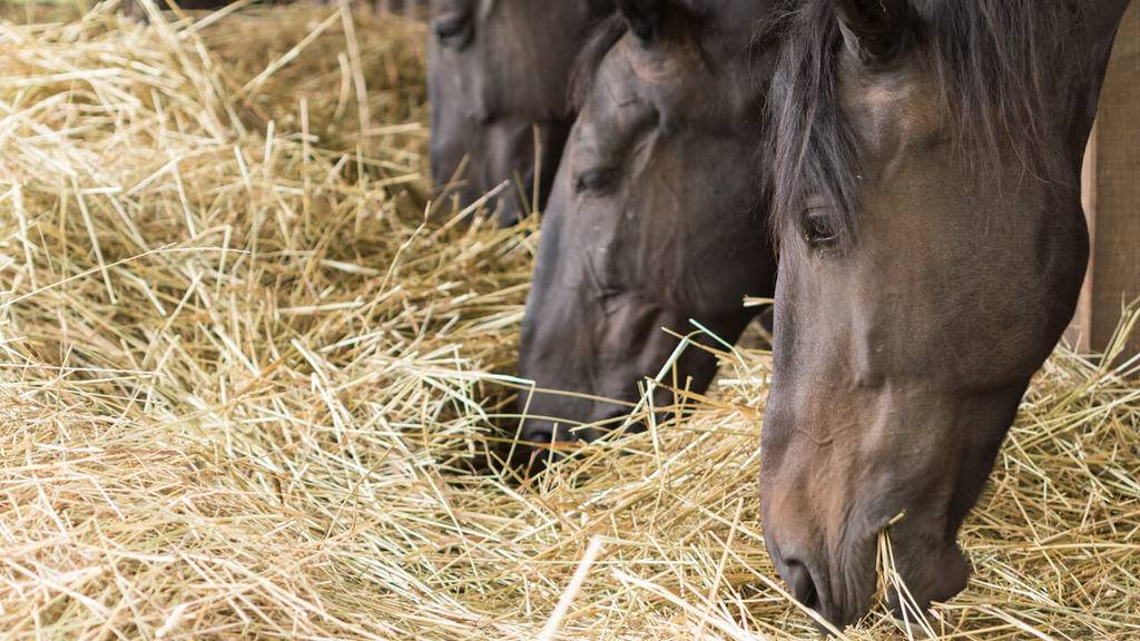 Why we must stop treating horse digestion like our own