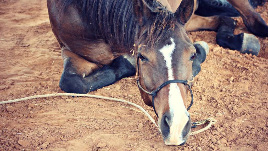 Excessive lying down can indicate a horse in pain.