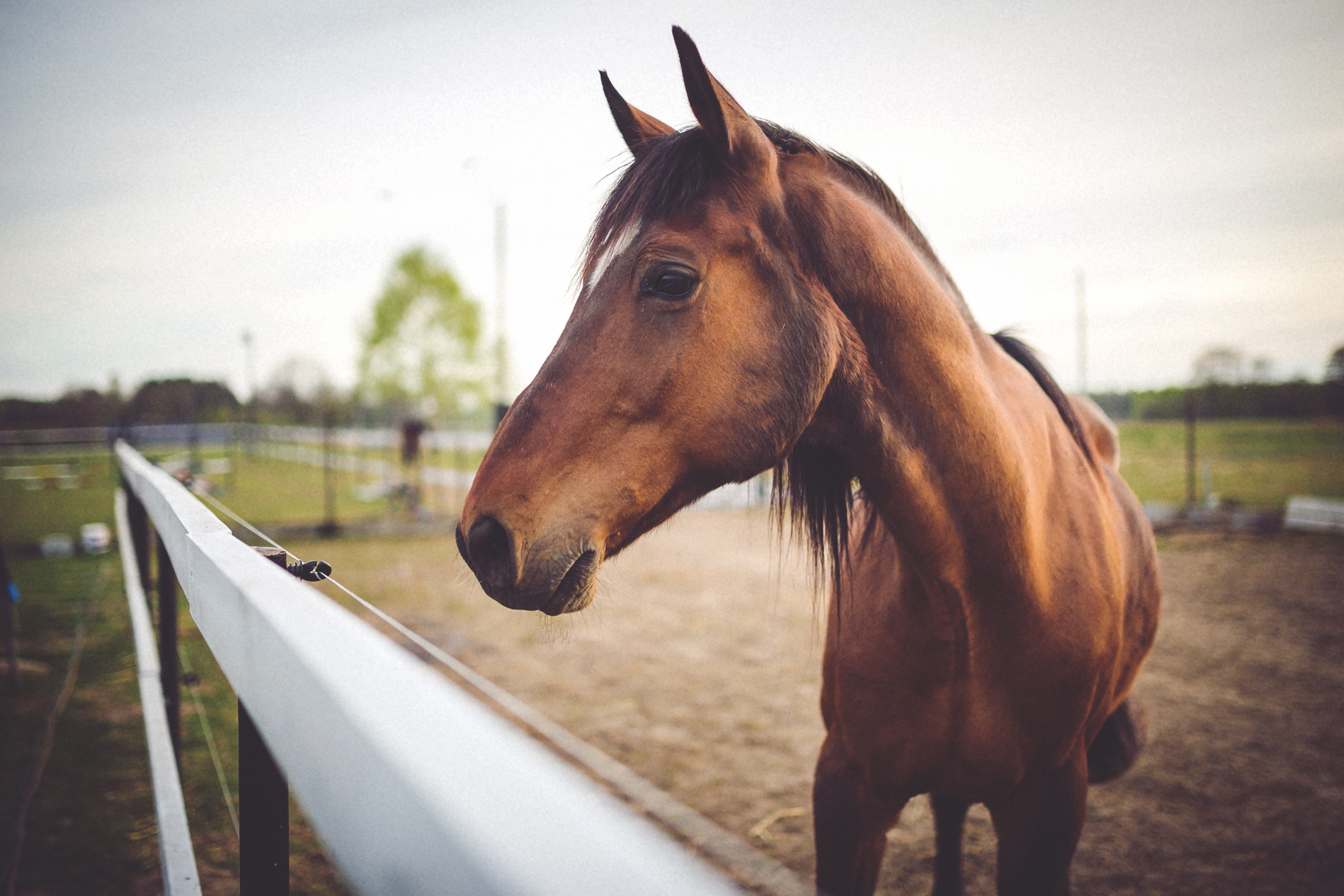 Diagnosing equine ulcers with a scoping alternative