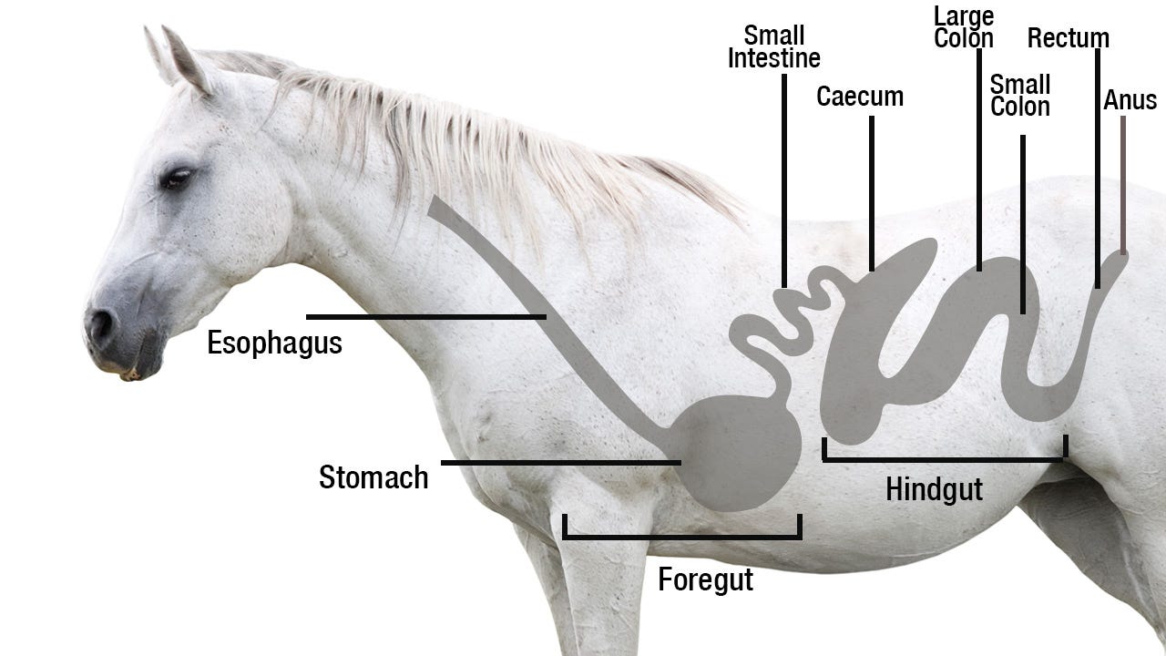 How Do Probiotics Benefit A Horses Digestive System?