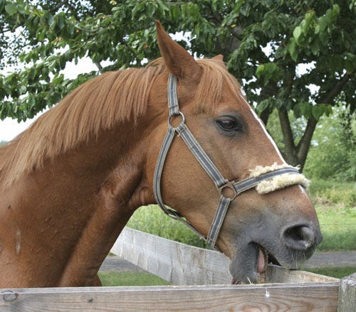 Stable Vices in Horses | An explanation of different issues