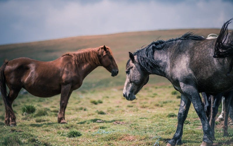  3 Common causes of hindgut ulcers in horses and how to treat