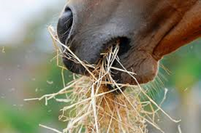 The Best Diet for Ulcer Prone Horses