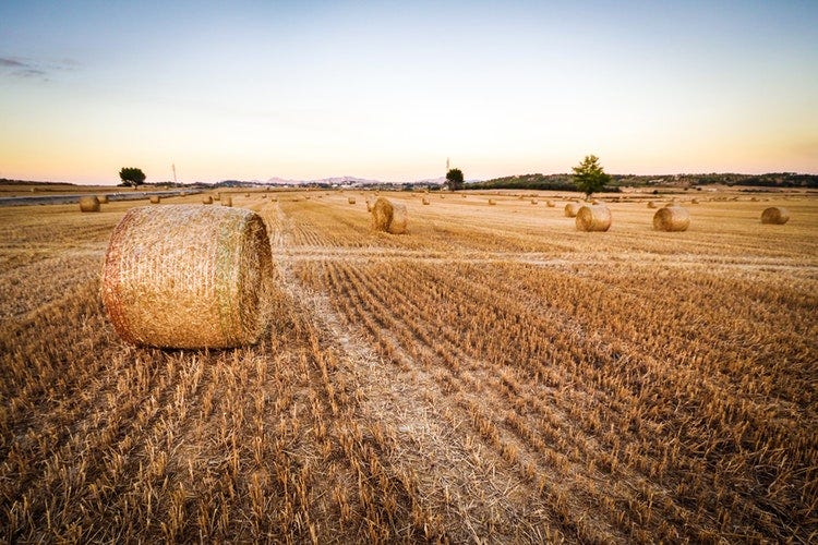 How to choose the best hay for horses?