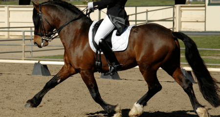 Care Tips to prevent gastric ulcers in performance horses