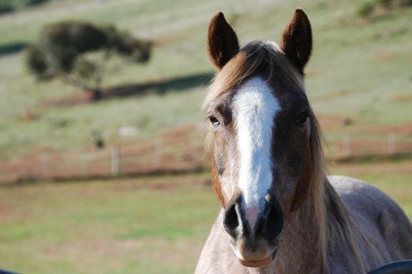 Using sucralfate as an ulcer preventative for horses