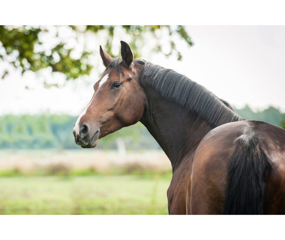 Gastric Ulcers in Horses: a Common Problem