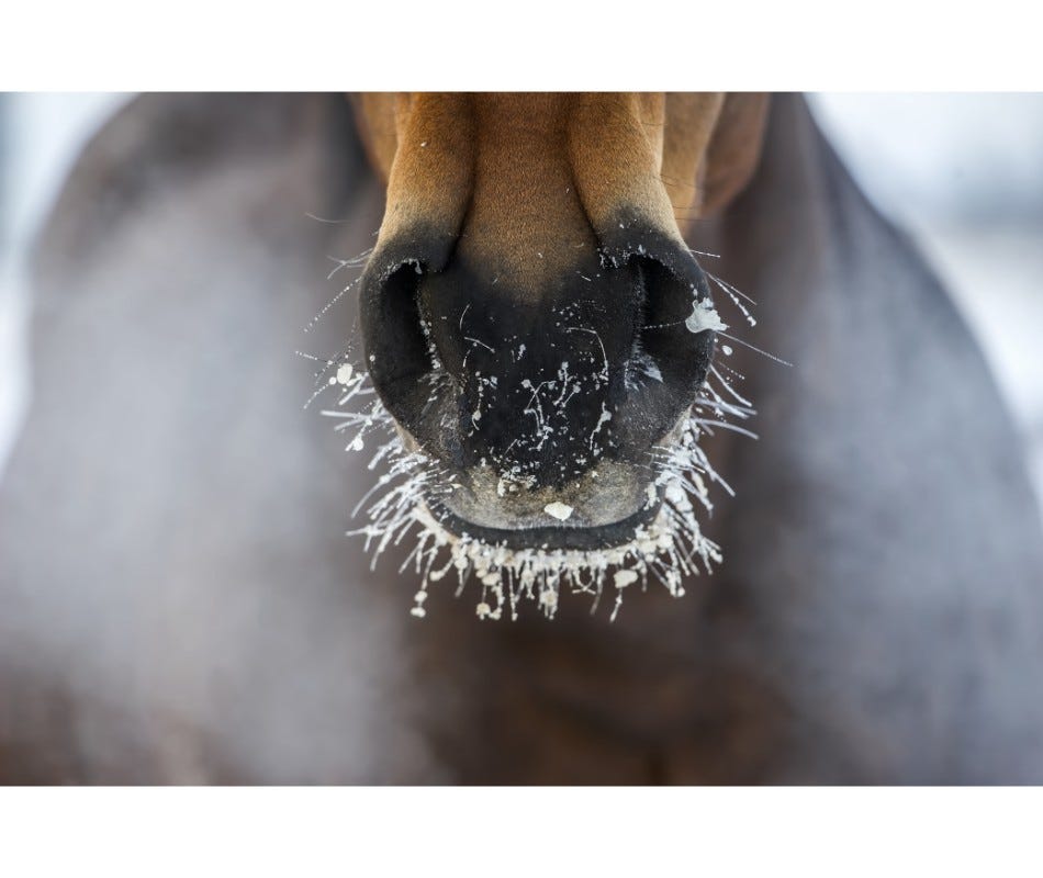 Winter horse care for your Senior Horse