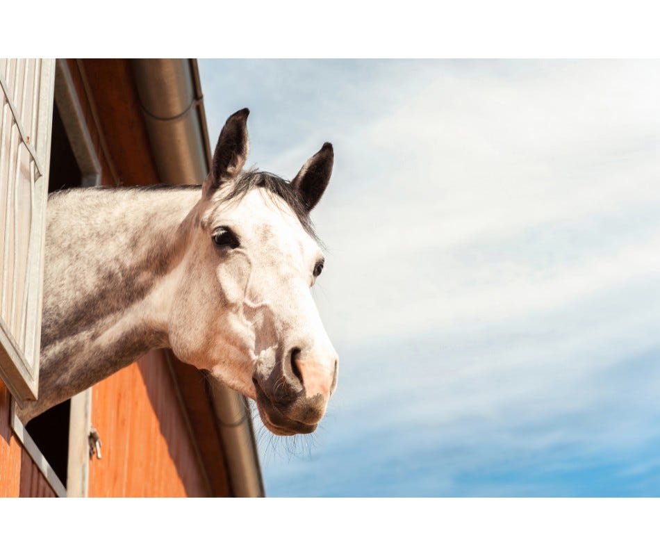 What is remedial therapy for horses? By Diane Febles