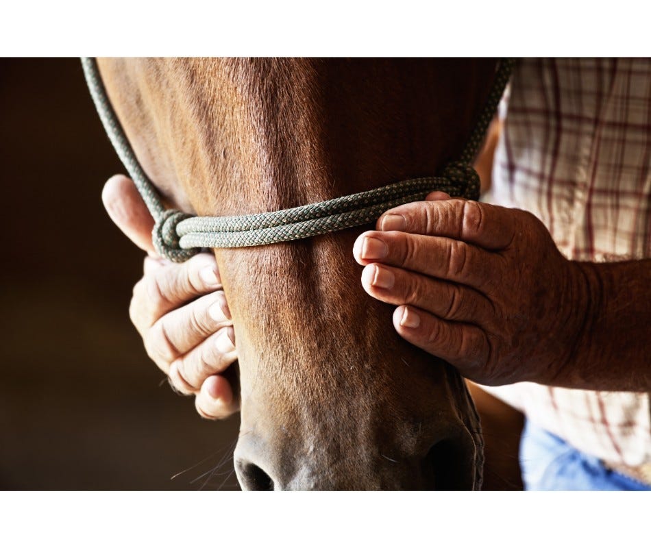 Common Equine Respiratory Conditions