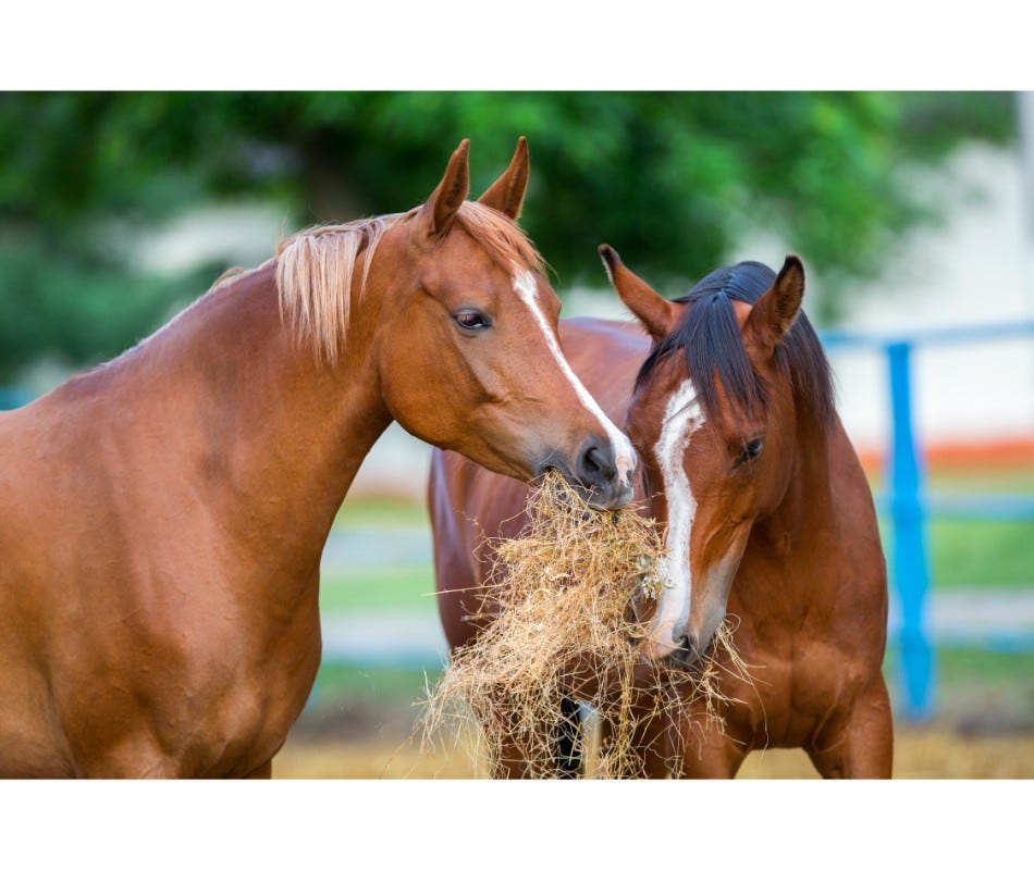 Horse Wormers | Identify the parasite, then act