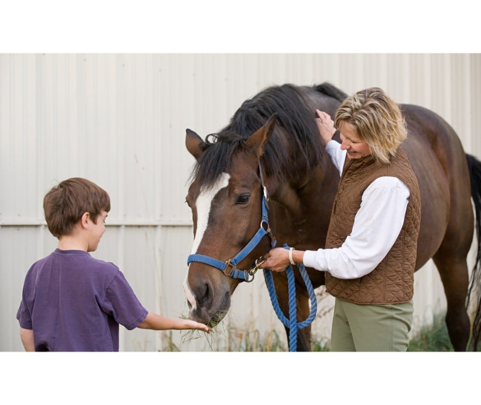 Affordable Omeprazole Horse Ulcer Treatment