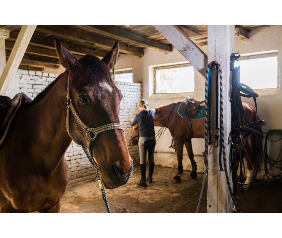 Equine Parasites: Living With Them; Accepting Their Existence