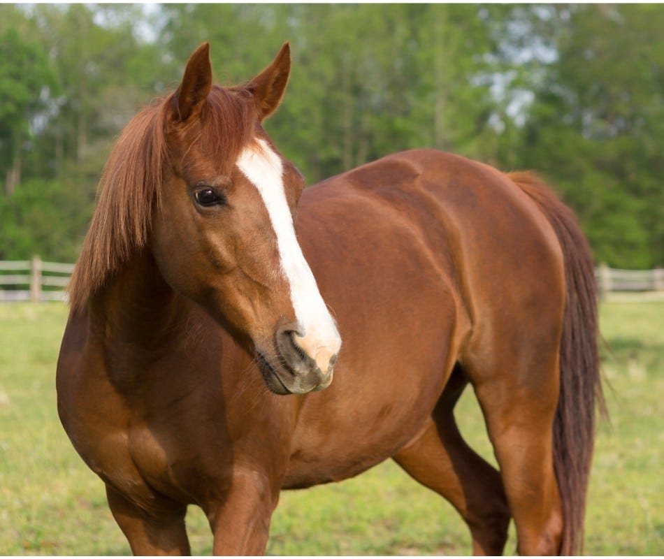 How Necessary is Deworming for Young Horses?