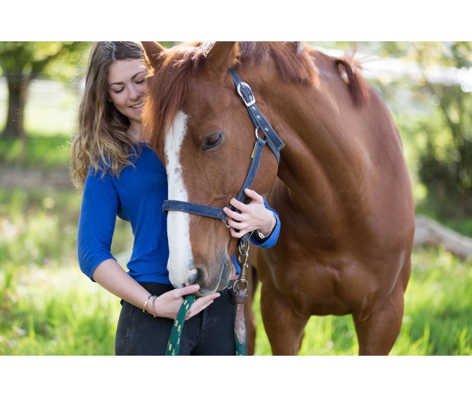 Affordable Horse Ulcer Medication for Stressed Horses