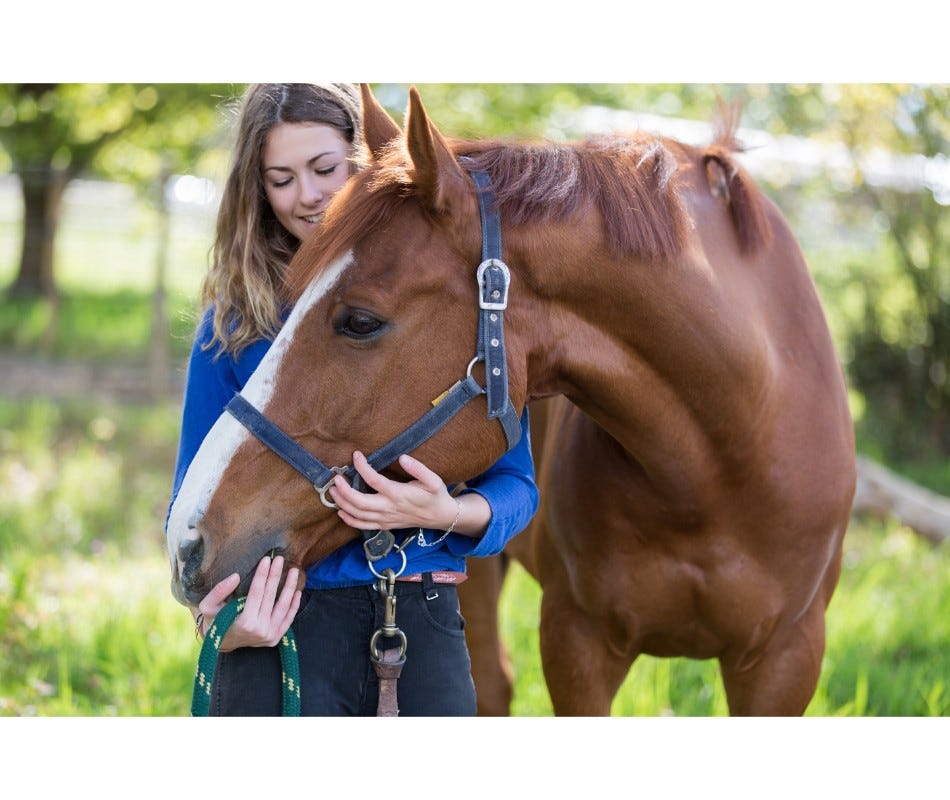 The Equine Digestive System  | Mouth and oesophagus