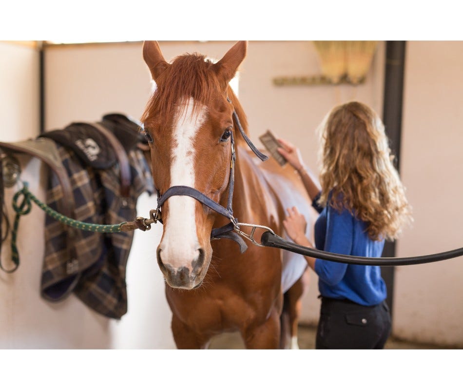 Recognize the Different Types of Stable Vices in Horses and how to prevent
