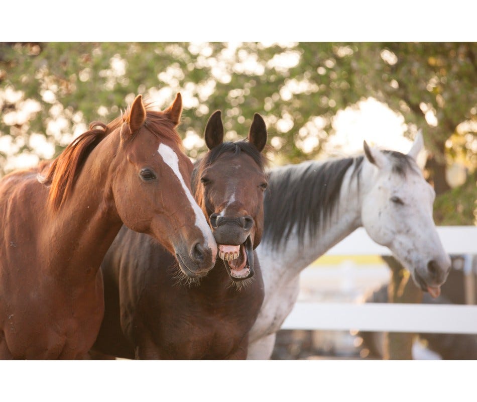 Horse deworming in spring- Fecal Egg Count