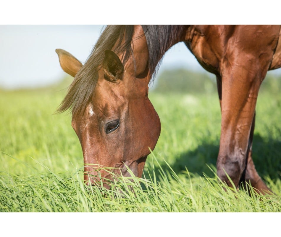 Deworming Senior Horses – Why Is It Important?