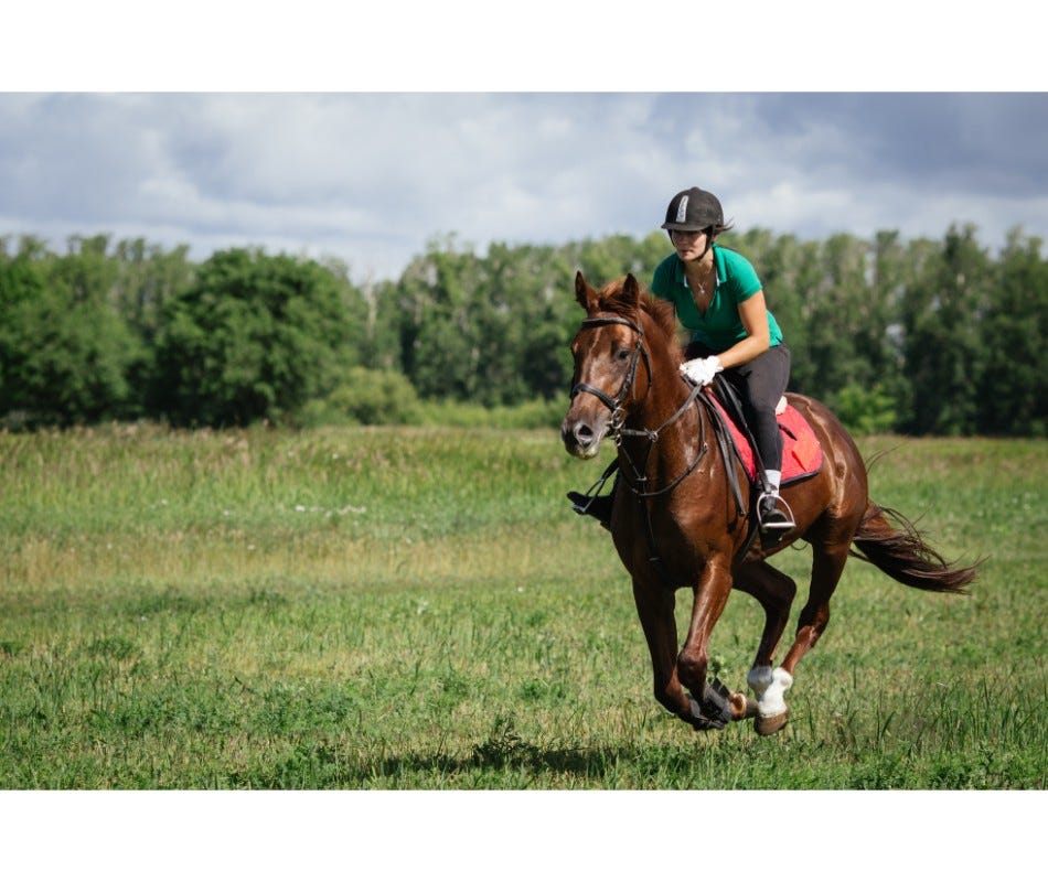 How to keep a horse cool in summer