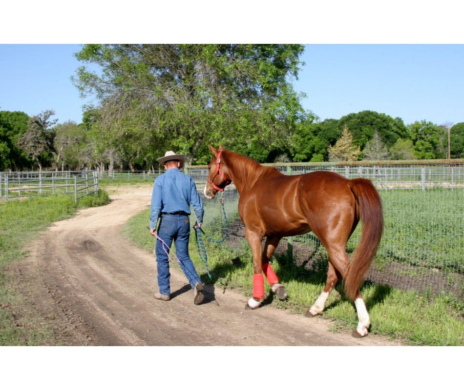 Understanding the cause of ulcers in horses