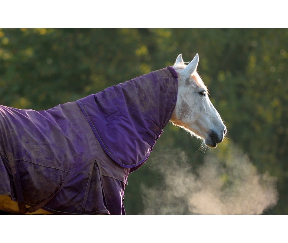 Equine Anti Inflammatory Bute - Side Effects