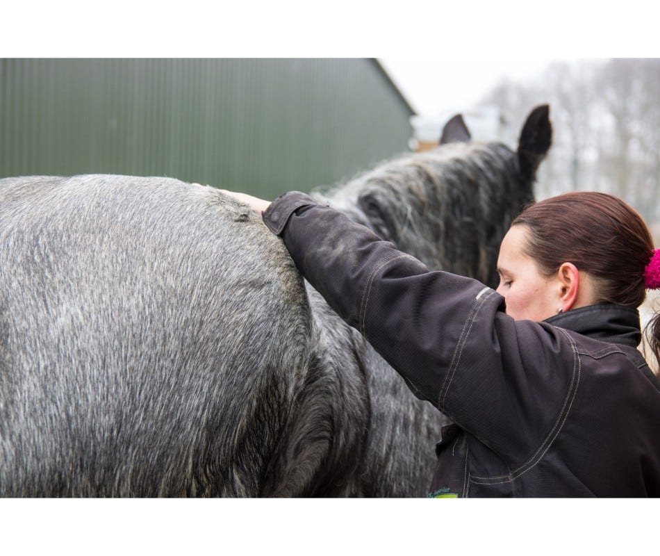 Your vet knows best about equine ulcers.