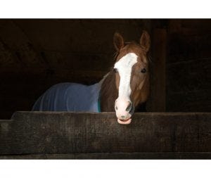 Stable vices can be very distressing for horse and owner.