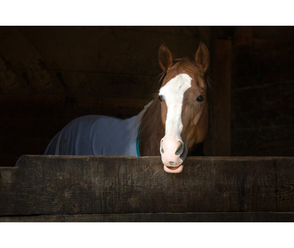 Managing Gastric Ulcers in Stalled Horses