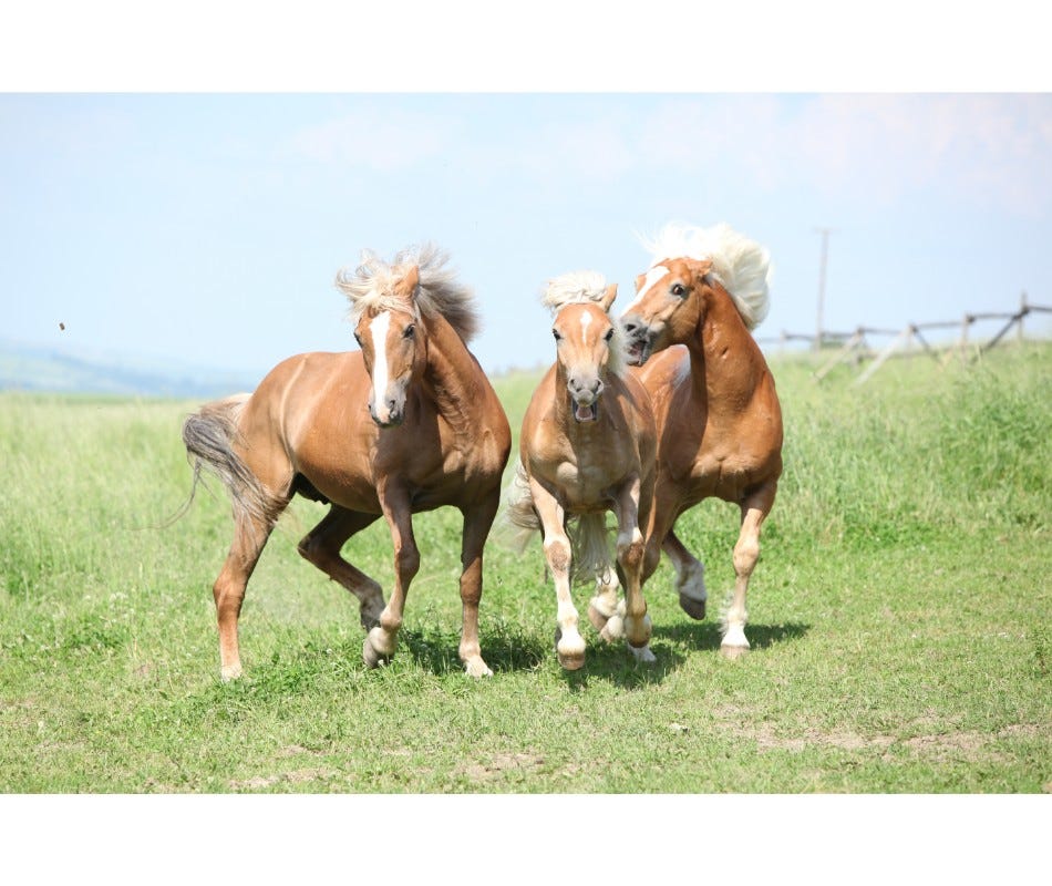 All Year-Round Battles Against Equine Parasites