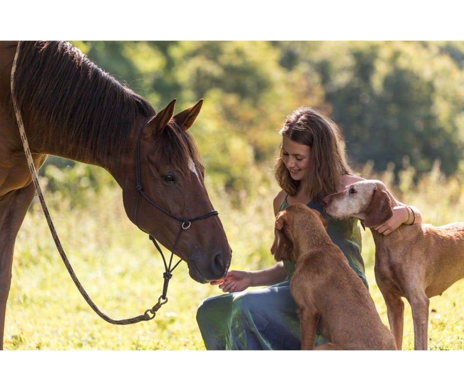 What causes Equine Colonic Ulcers? Three Common Problems to Address