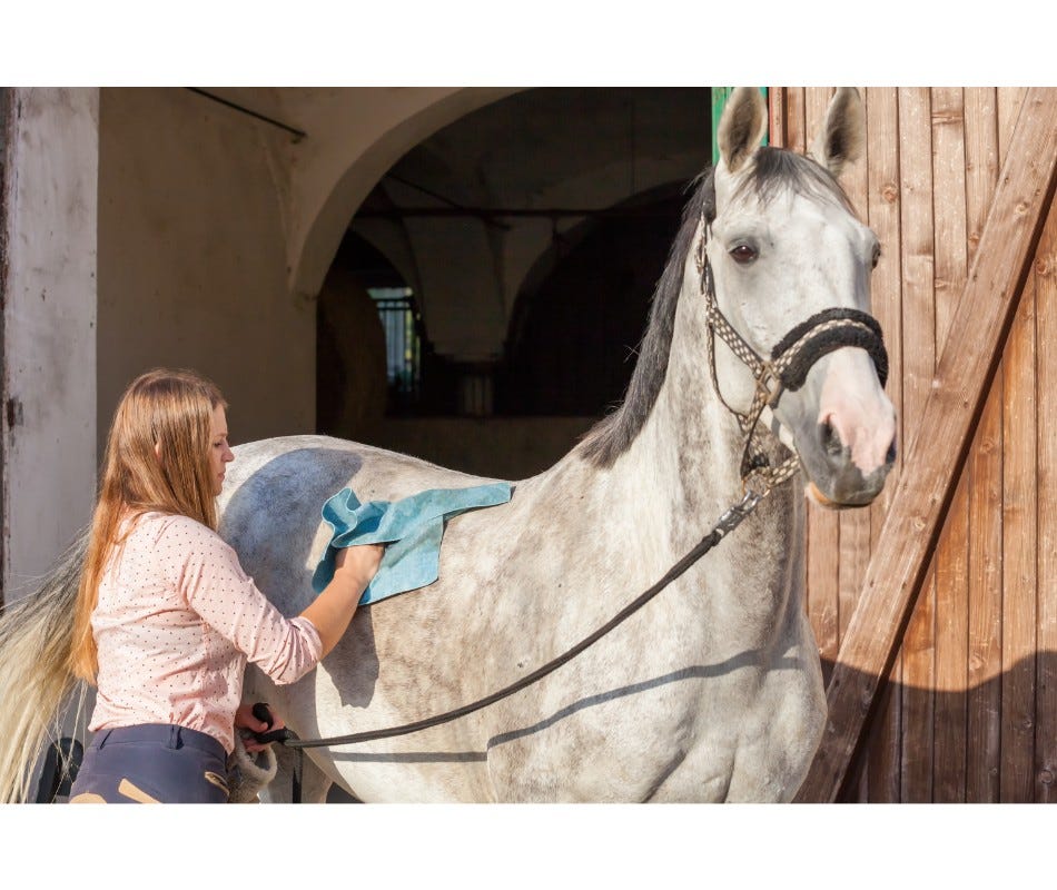 Equine Omeprazole can help to  Save Your Horse’s Life