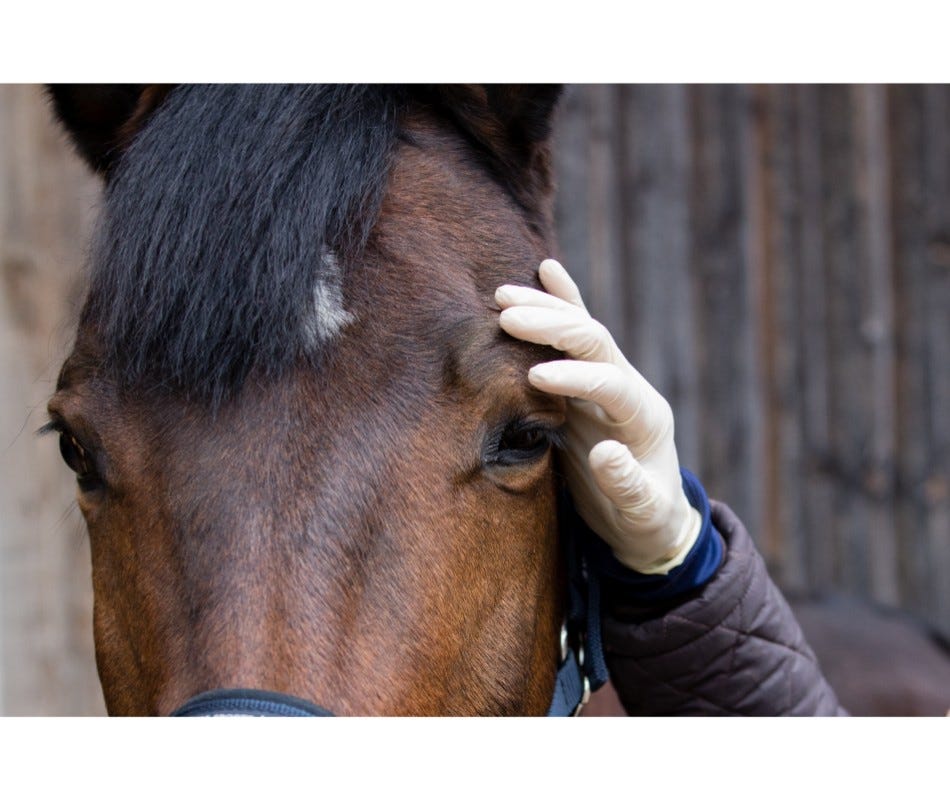 Horse care : How to avoid Bot flies.