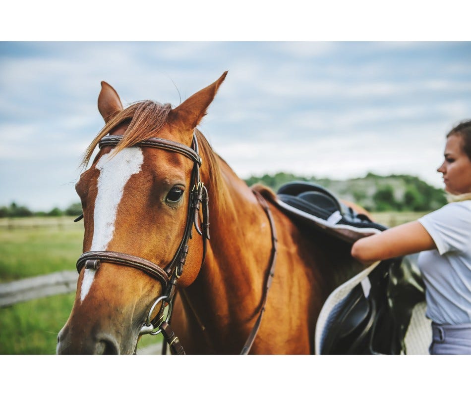 AbIver: Fight Off Horse Lice with Ivermectin for Horses