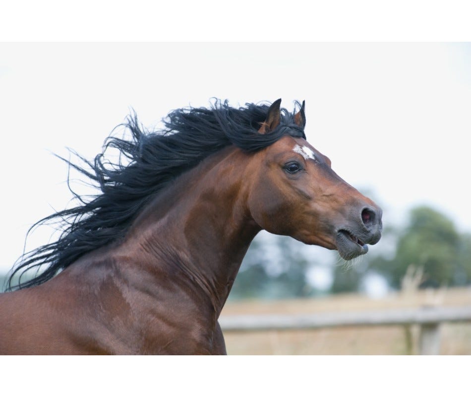 A suddenly girthy horse can be a symptom of hindgut ulcers