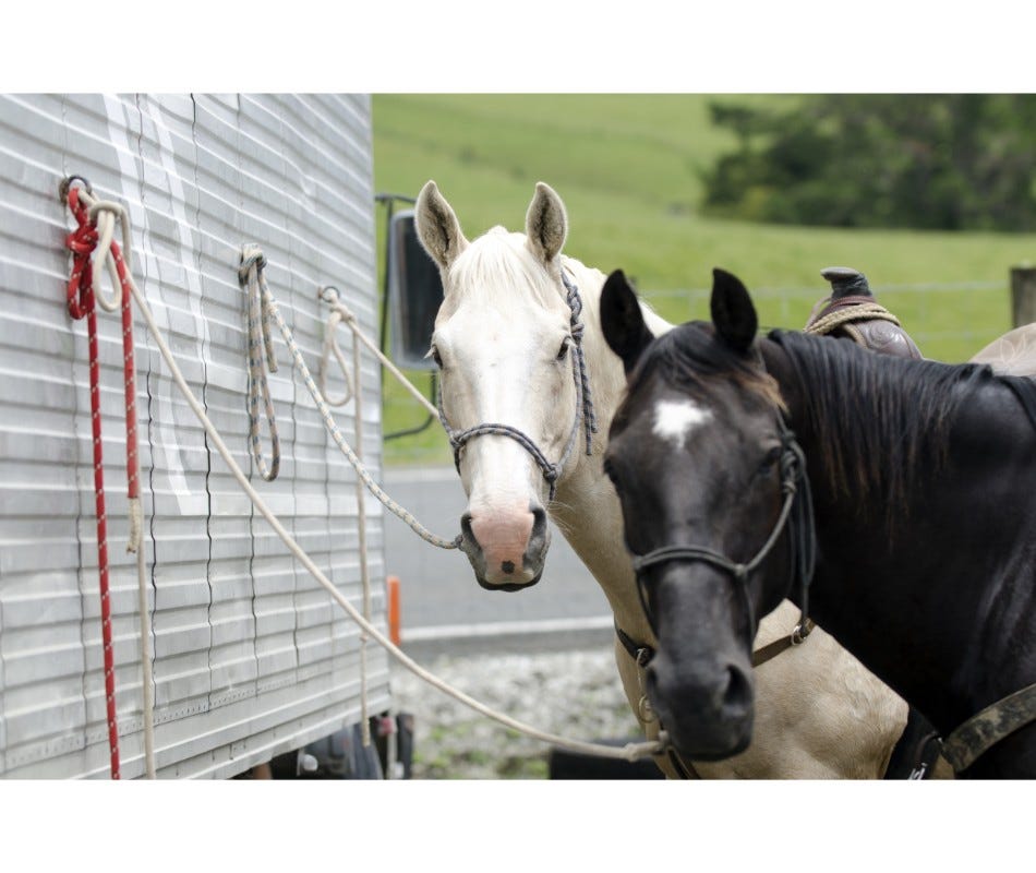 Why is the HindGut so Important to Horse Health?