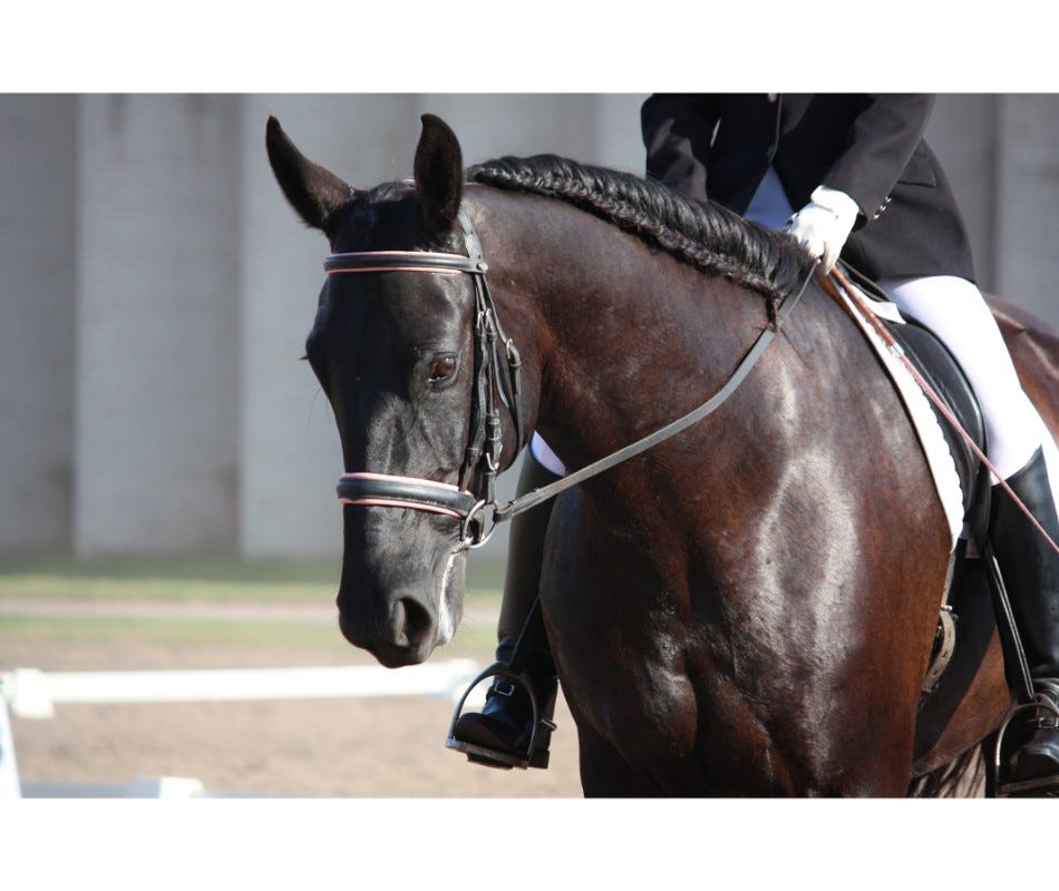 Feeding an eventing horse  for peak performance