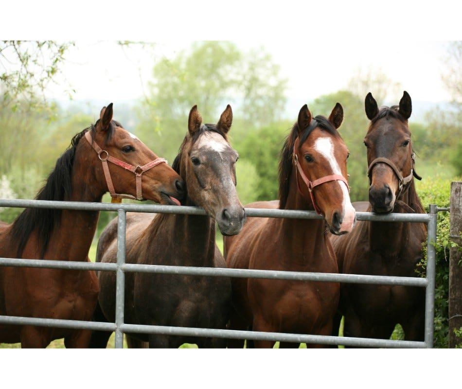 How gastric splashing causes ulcers in horses and how to prevent it