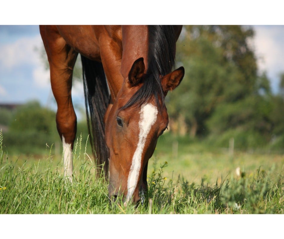 How does stress cause ulcers in horses?