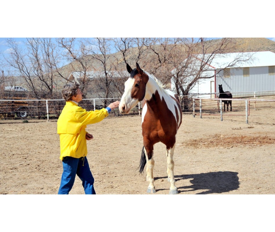 For Complicated Equine Digestive Ulcers, Fight Them Off With Abprazole