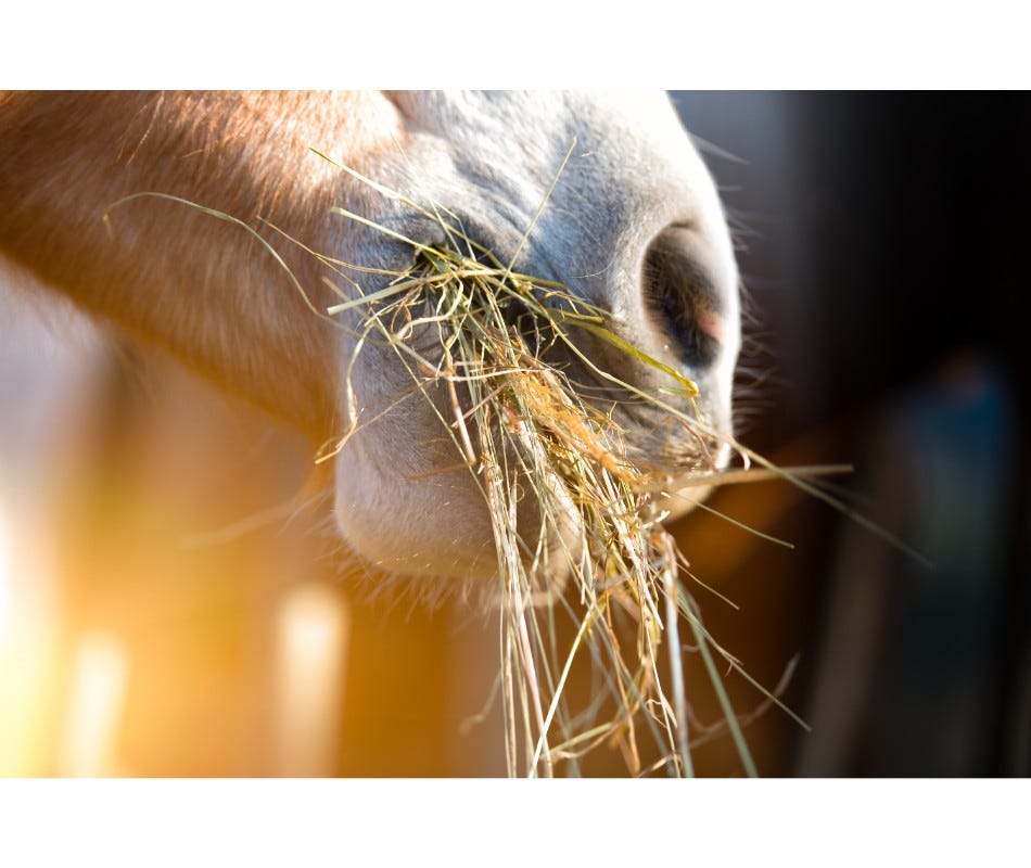 What is EGUS in horses? Find out the causes and treatment here