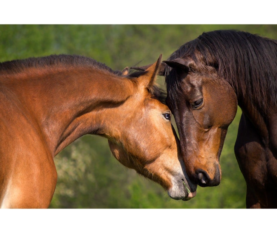 3  Common causes of  Digestive Ulcers in horses