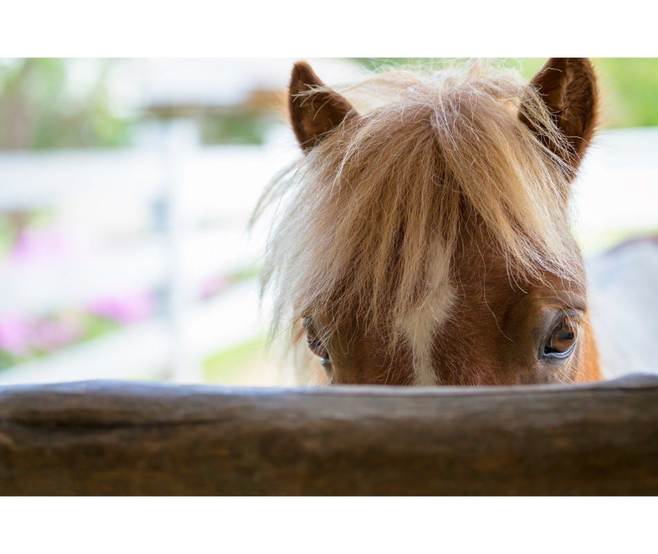 Find Out Why Using AbPrazole To Protect Your Horses Is Best