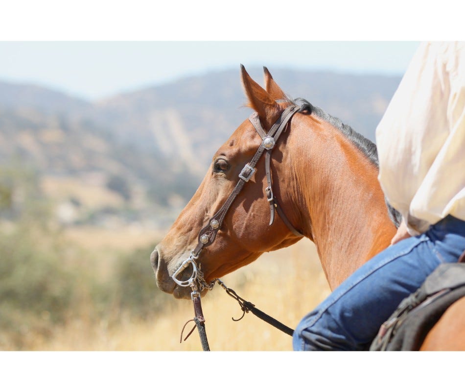 Effective Horse Ulcer Prevention with Help from Omeprazole