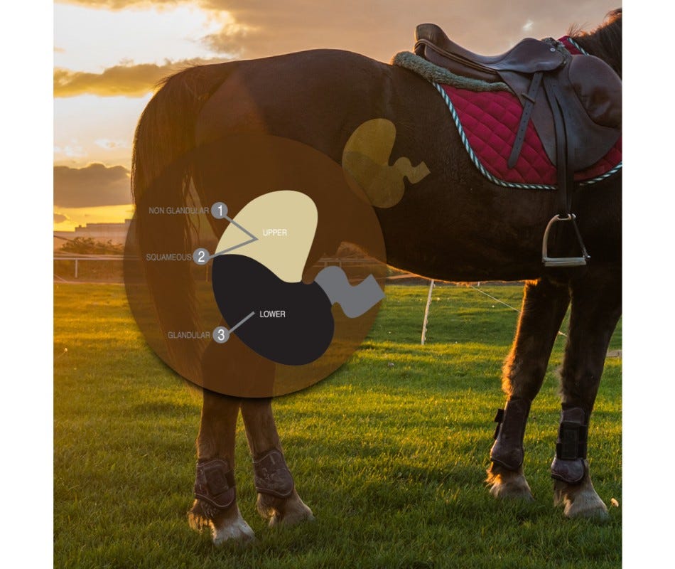 Equine Probiotics : Healthier Life for Your Horse