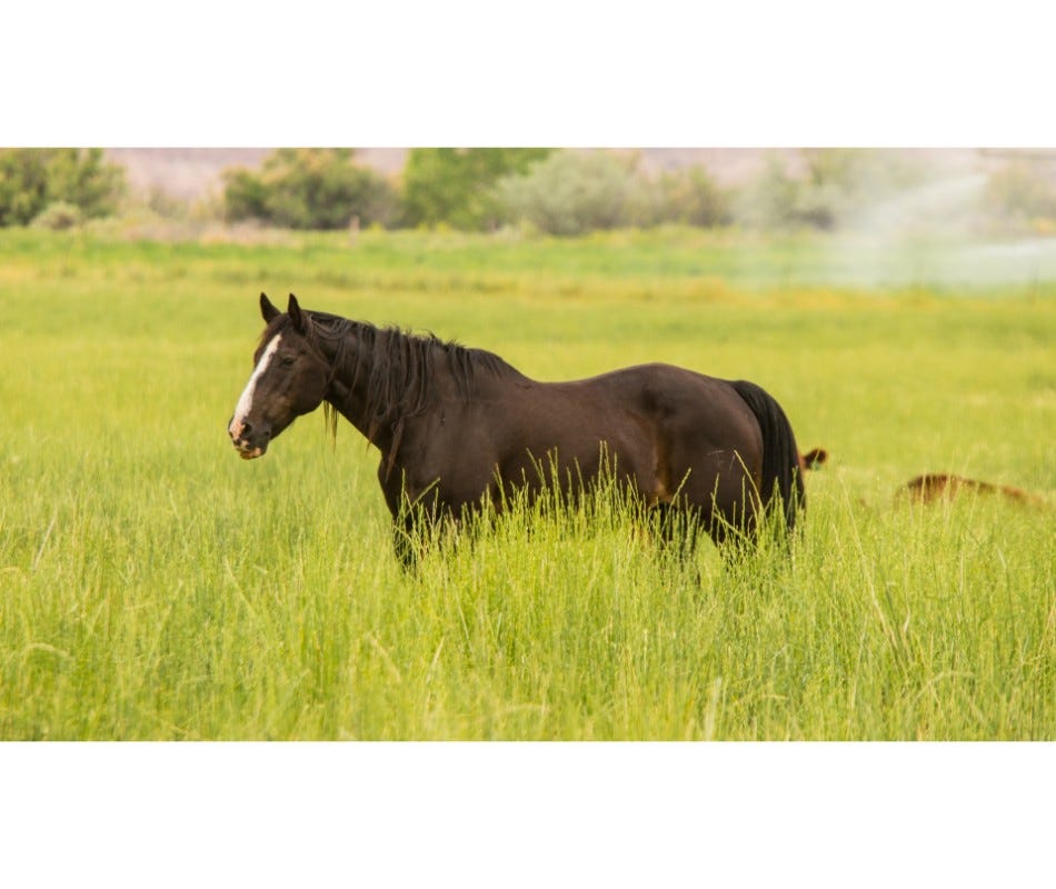 Breed Profile: Marwari Horse