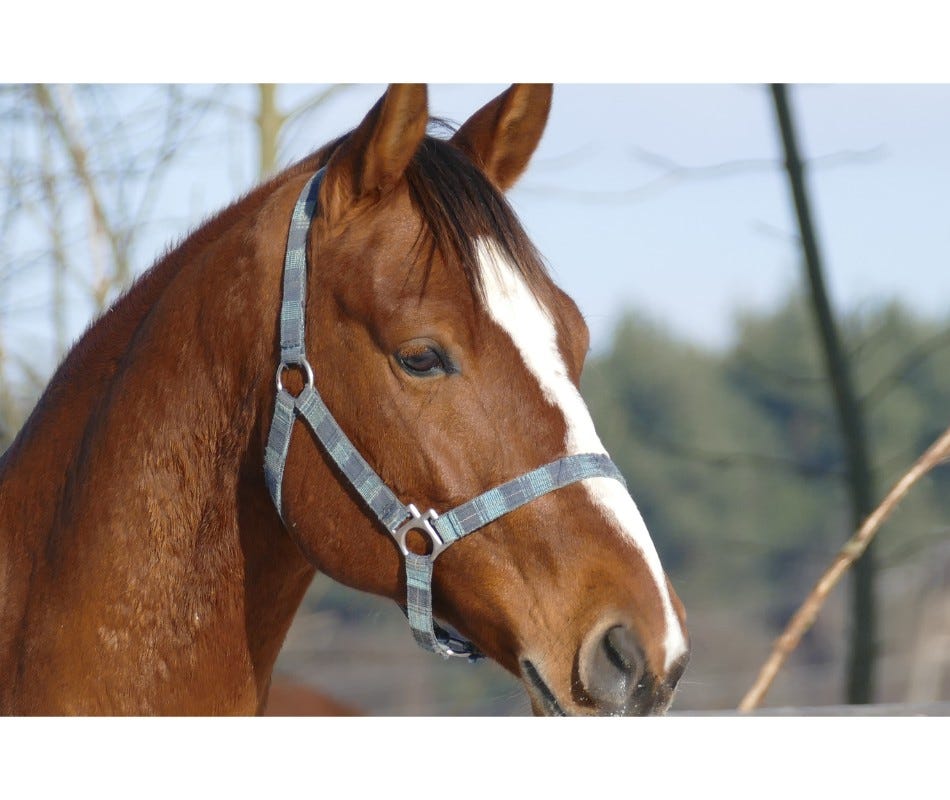 How To Help Your Horse With Winter Stress